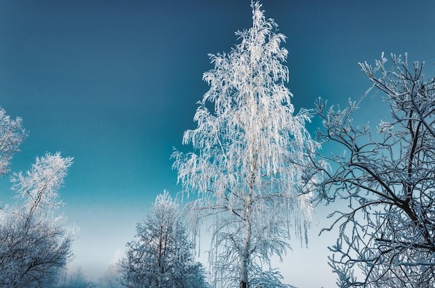 Abstract photo of birch in frost in winter.