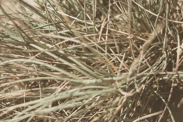 Abstract real photo close up natural beauty Sand dune beige bright background herb plant sun day shadow hot weather texture detail ideas Pale green long thorns needles leaves Vintage matte