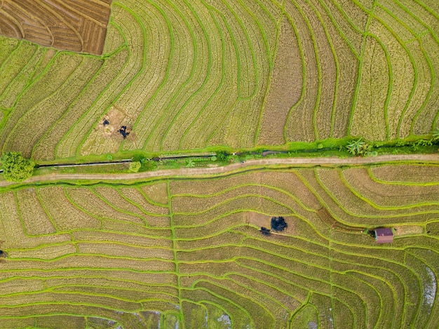 Abstract of a rice field terracing texture in North Bengkulu, Indonesia