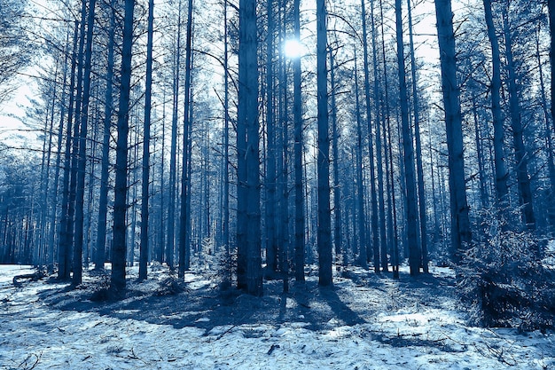 abstract seasonal landscape early spring in forest, sun rays and glare nature view