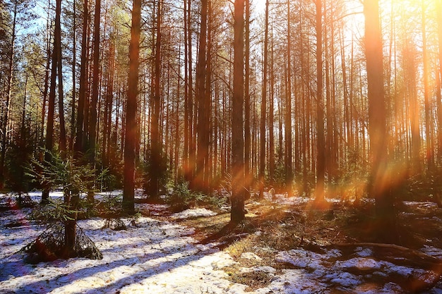 abstract seasonal landscape early spring in forest, sun rays and glare nature view