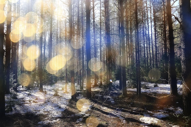 abstract seasonal landscape early spring in forest, sun rays and glare nature view