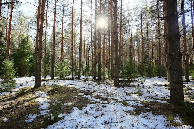 abstract seasonal landscape early spring in forest, sun rays and glare nature view