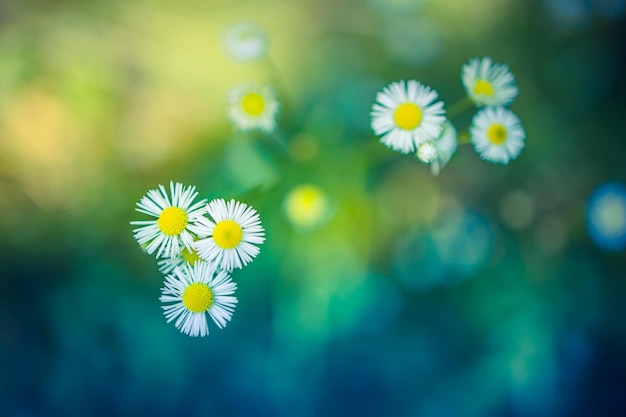 Abstract soft focus daisy meadow landscape. Beautiful grass meadow fresh green blurred foliage