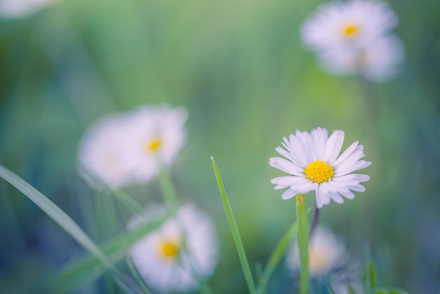 Abstract soft focus daisy meadow landscape. Beautiful grass meadow fresh green blurred foliage