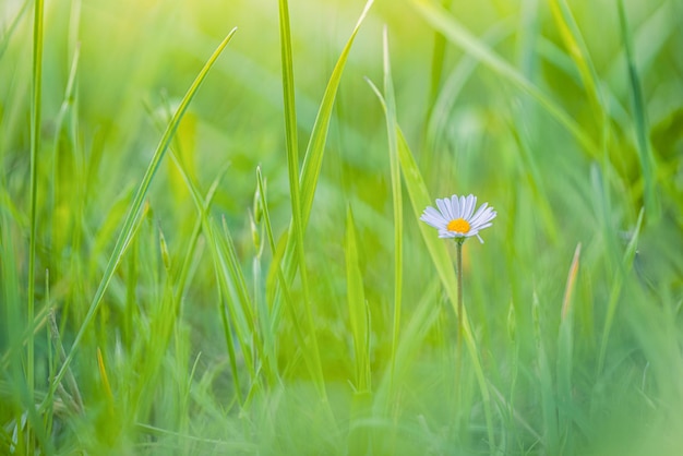 Abstract soft focus daisy meadow landscape. Beautiful grass meadow fresh green blurred foliage