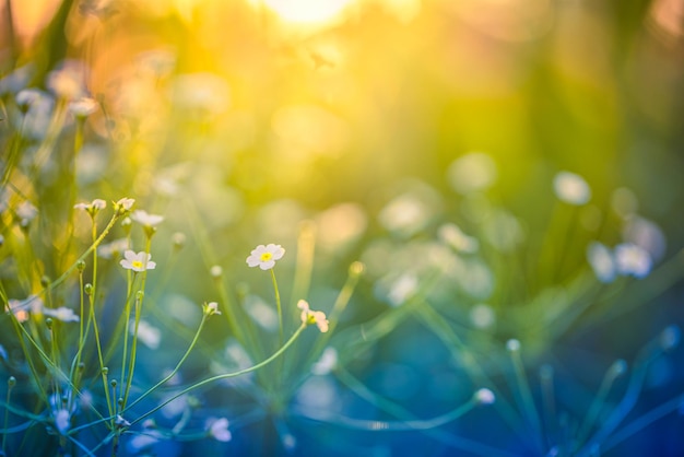 Abstract soft focus sunset field landscape of white flowers and grass meadow warm golden hour sunset