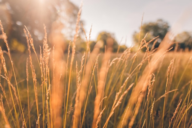 Abstract soft focus sunset field landscape of yellow flowers, grass meadow warm golden hour sunset