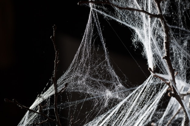 Abstract Spiderweb on branch on black background