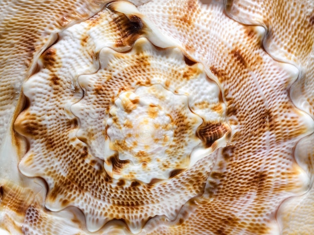 Abstract spiral seashell background