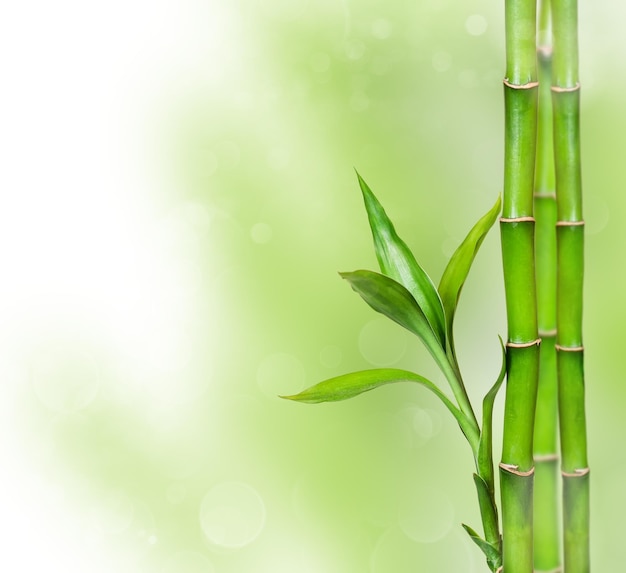 Abstract spring green background with bamboo leaves