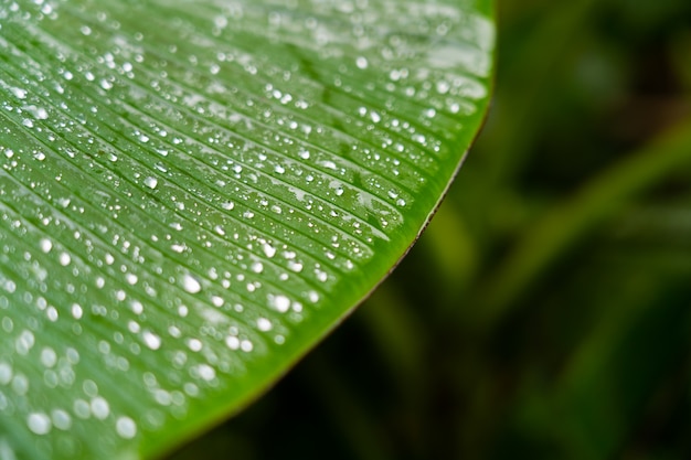 Abstract striped natural background, Details of banana leaf with rain drop and blurred bokeh for background