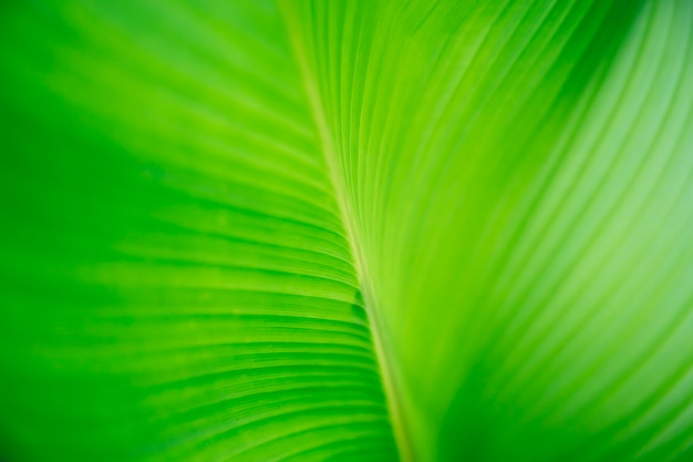 Abstract striped palm natural green background