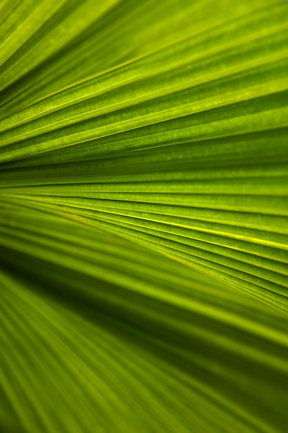 Abstract striped palm natural green background