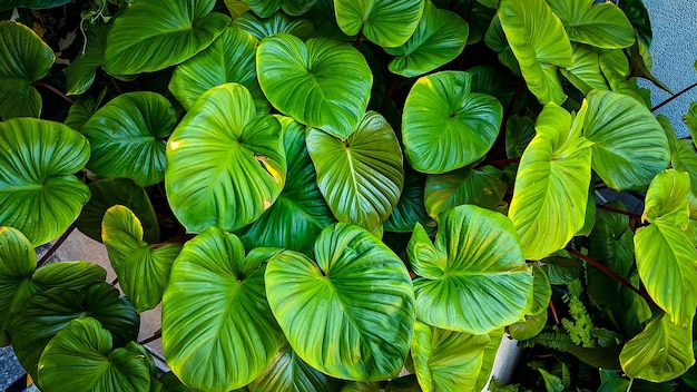 Abstract stunning green leaf texture tropical leaf foliage nature dark green background green banners nature tropical concept