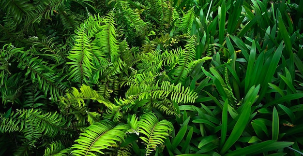 Abstract stunning green leaf texture tropical leaf foliage nature dark green background