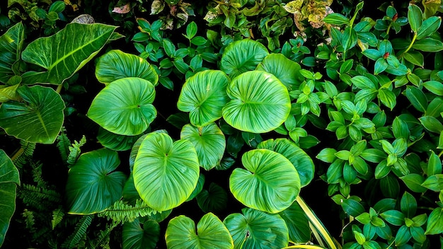 Abstract stunning green leaf texture tropical leaf foliage nature dark green background