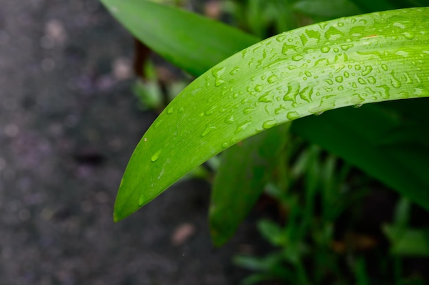 Abstract stunning green leaf texture tropical leaf foliage nature dark green background