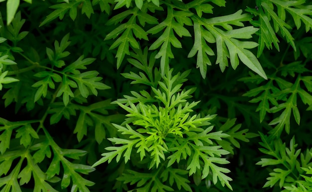 Abstract stunning green leaf texture tropical leaf foliage nature dark green background