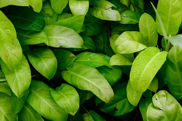 Abstract stunning green leaf texture tropical leaf foliage nature dark green background