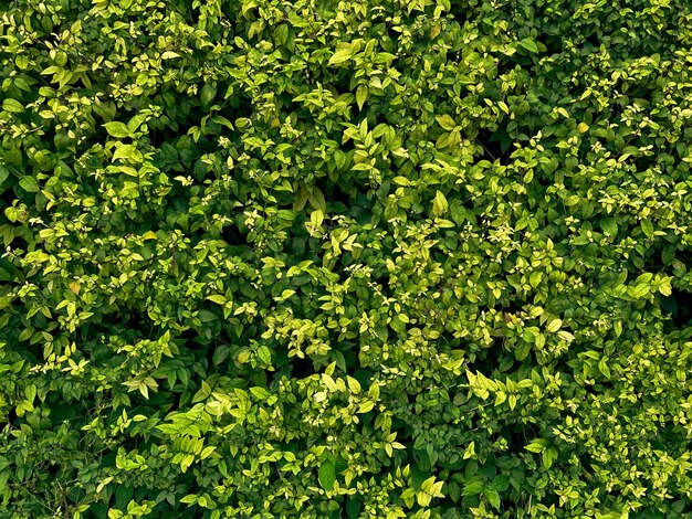 Abstract stunning green leaf texture tropical leaf foliage nature dark green background