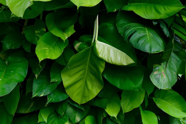 Abstract stunning green leaf texture tropical leaf foliage nature green background