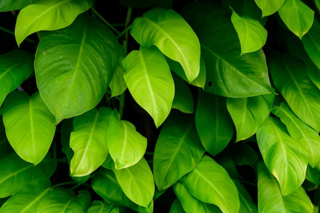 Abstract stunning green leaf texture tropical leaf foliage nature green background