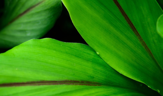 Abstract stunning green leaf texture tropical leaf foliage nature green background