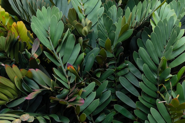 Abstract stunning green leaf texture tropical leaf foliage nature green background