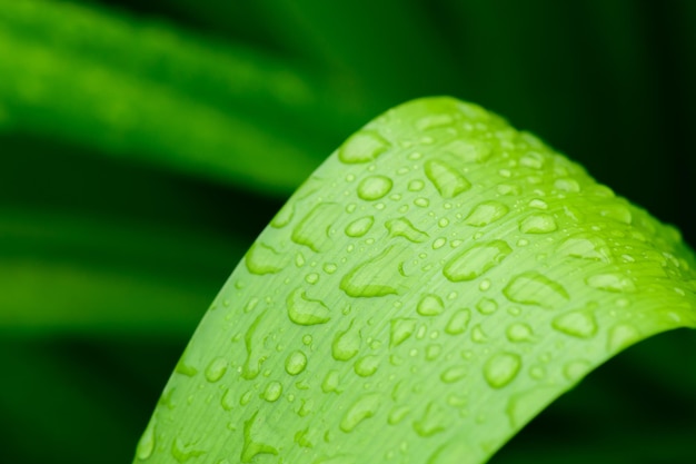 Abstract stunning green leaf texture tropical leaf foliage nature green background