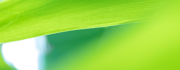 Abstract stunning green leaf texture tropical leaf foliage nature green background