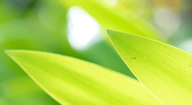 Abstract stunning green leaf texture tropical leaf foliage nature green background