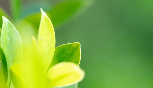 Abstract stunning green leaf texture tropical leaf foliage nature green background