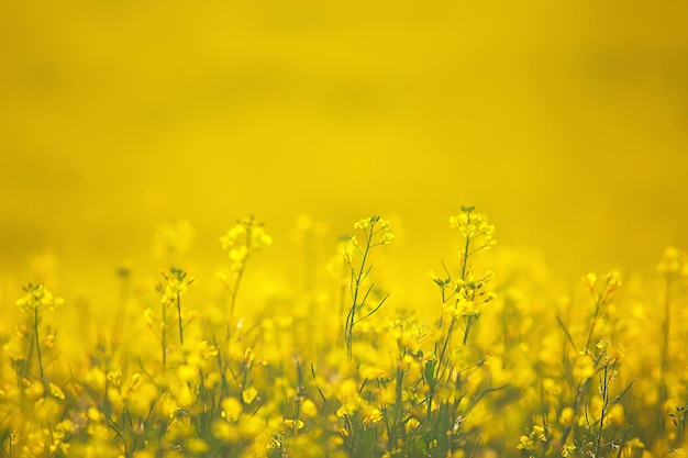 abstract summer background texture of yellow flowers in the field, beautiful nature sunny day wild flower