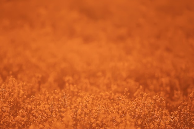 abstract summer background texture of yellow flowers in the field, beautiful nature sunny day wild flower