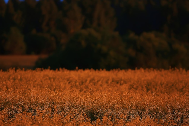 abstract summer background texture of yellow flowers in the field, beautiful nature sunny day wild flower