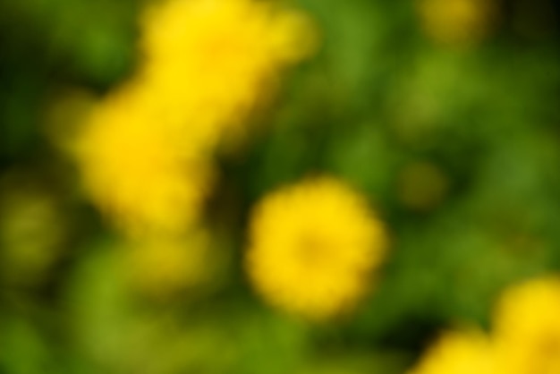 abstract summer background texture of yellow flowers in the garden. Yellow bokeh out of focus