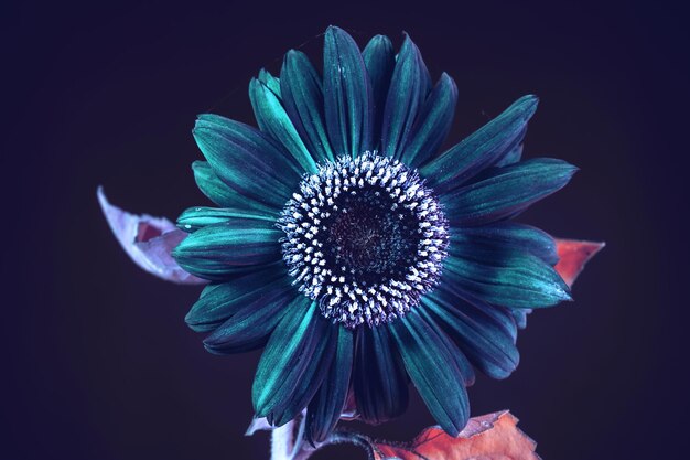 Abstract sunflower plant colorful light Beautiful plant minimal on a dark background pattern for d