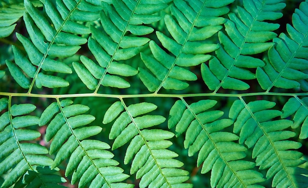 Abstract texted green fern leaf closeup for natural background or for wallpaper