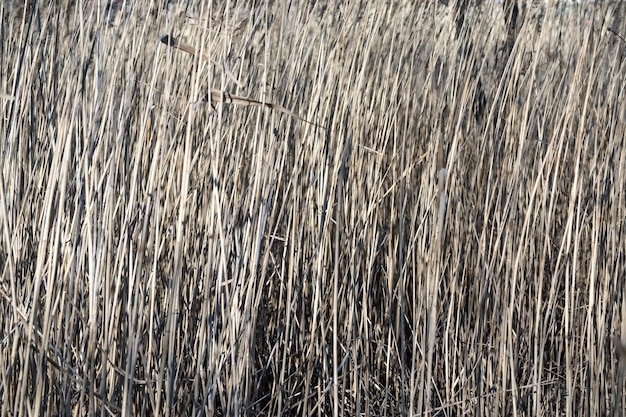 Abstract texture of an dirty old dry grass or cane for background nature