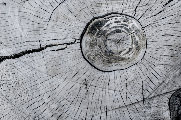 Photo abstract texture of tree stump, crack wood ancient - image