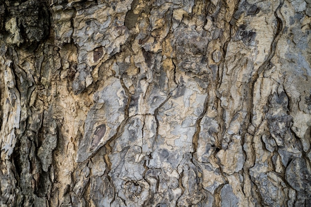 Abstract tree bark Pattern for background