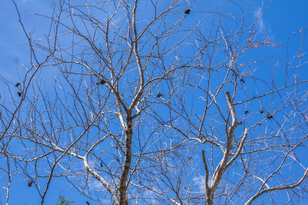 Abstract tree branches isolated on sky background 