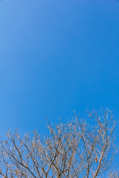 Abstract tree branches isolated on sky background 