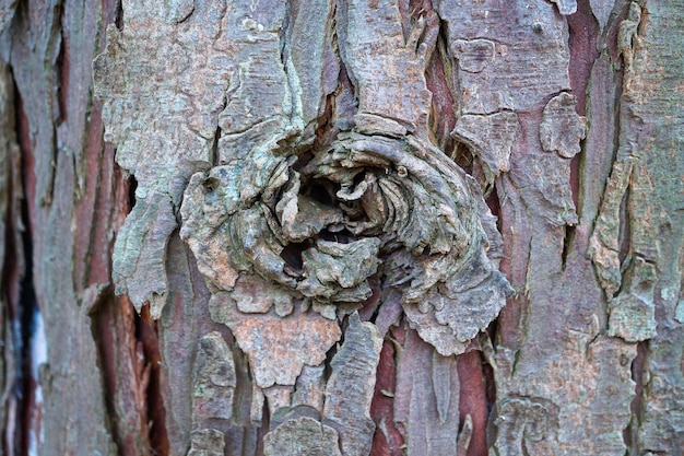 abstract tree trunk wooden texture 