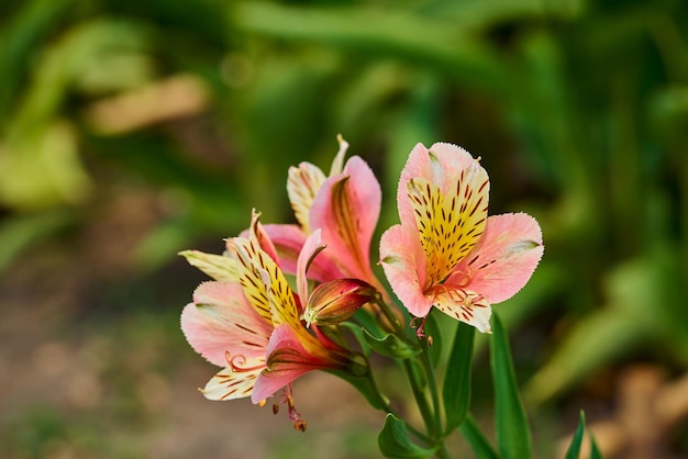 Abstract tropical mottled botanical flowers in the foreground in focus and with blurry background