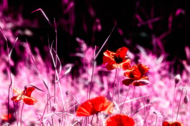 Abstract view of poppies