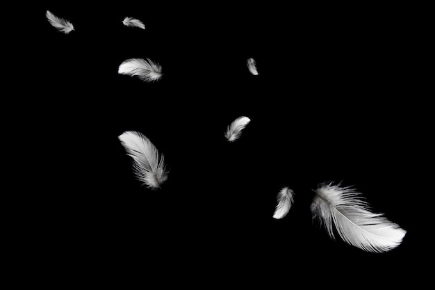 Abstract white bird feathers floating in the darkness.