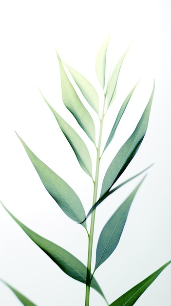 Abstract white green bamboo leaves on soft background