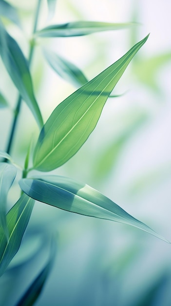 Abstract white green bamboo leaves on soft background